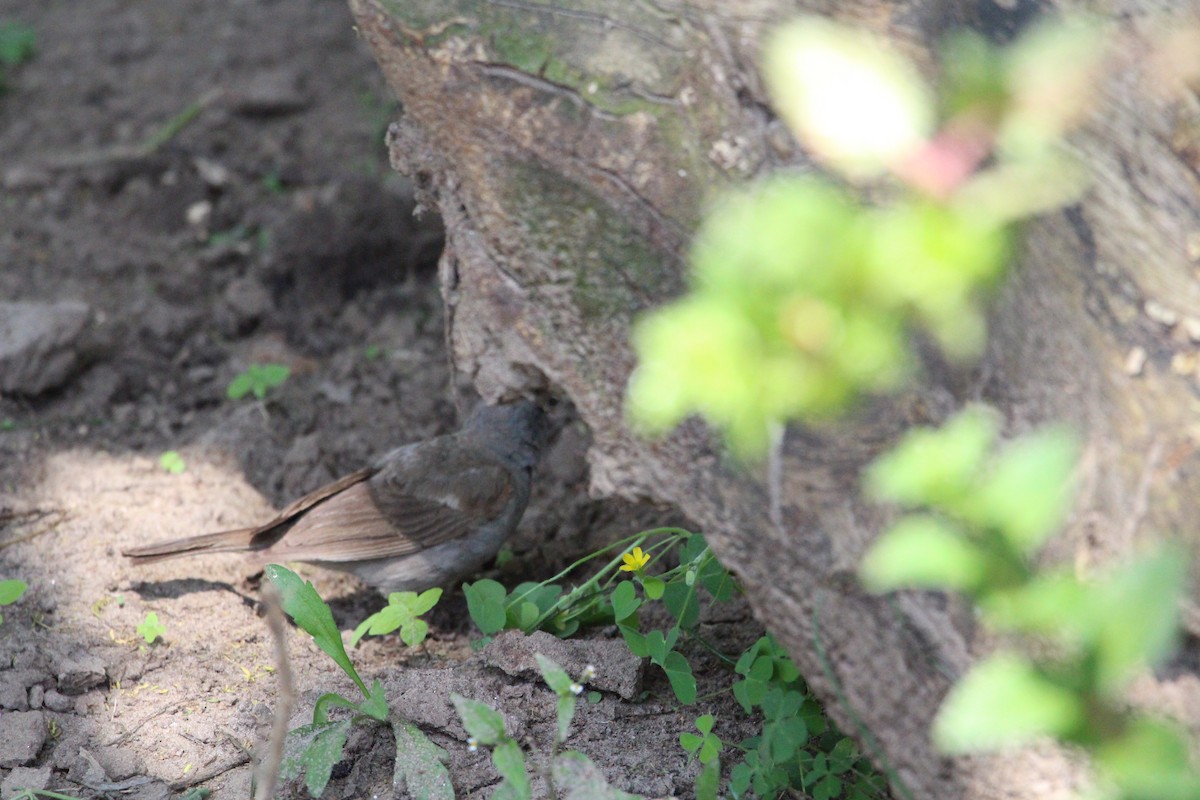 Moineau gris - ML620526317