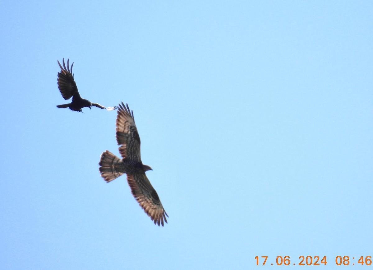 European Honey-buzzard - ML620526319