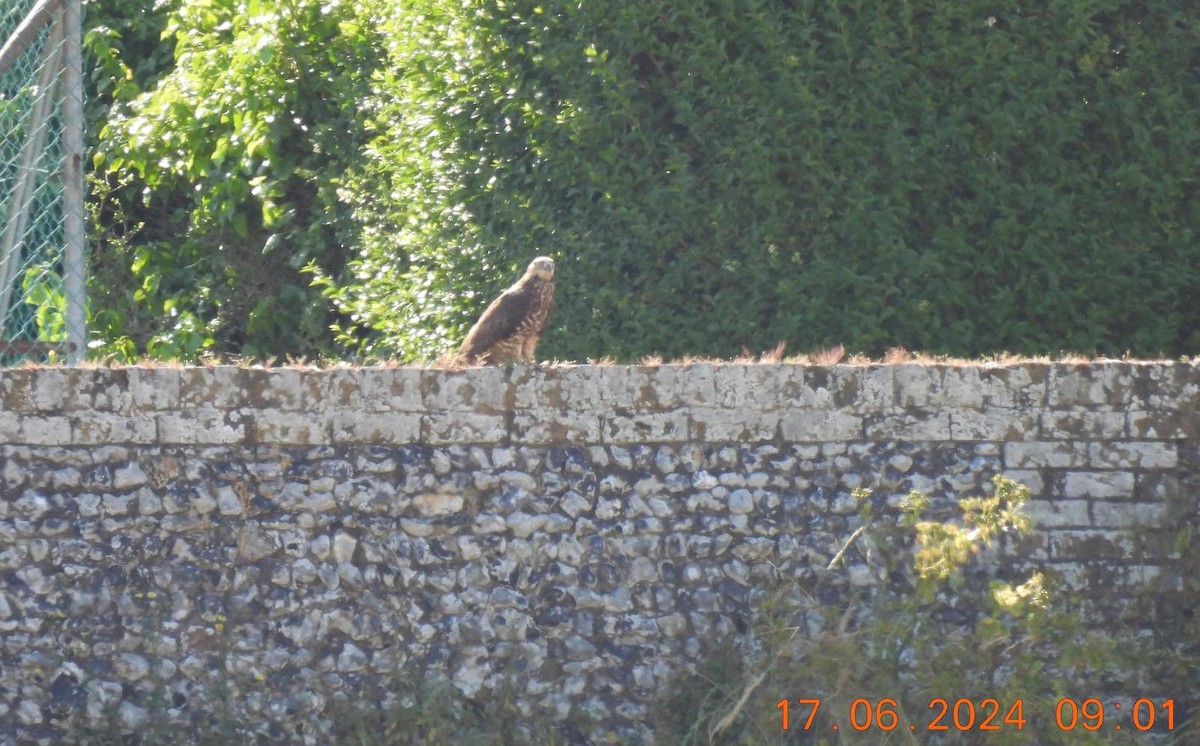 European Honey-buzzard - ML620526320