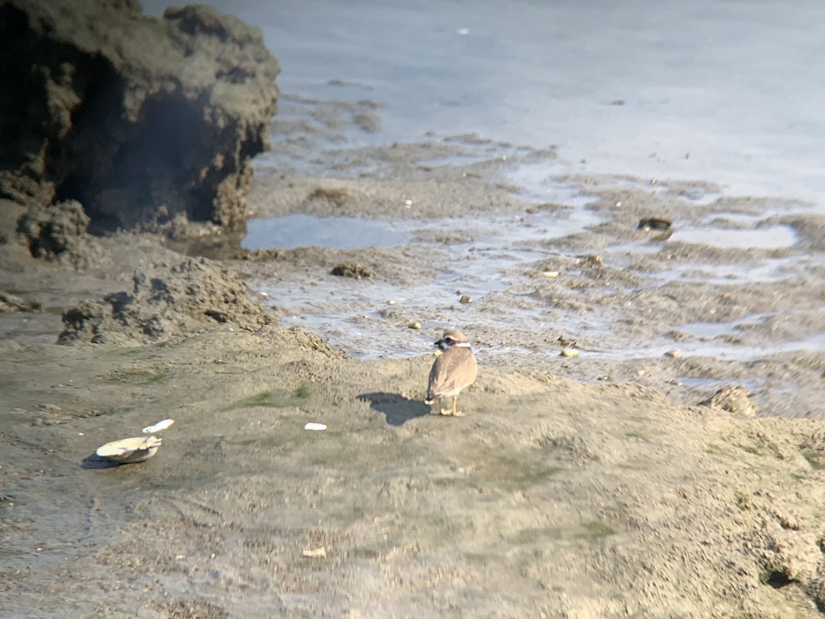 Common Ringed Plover - ML620526323