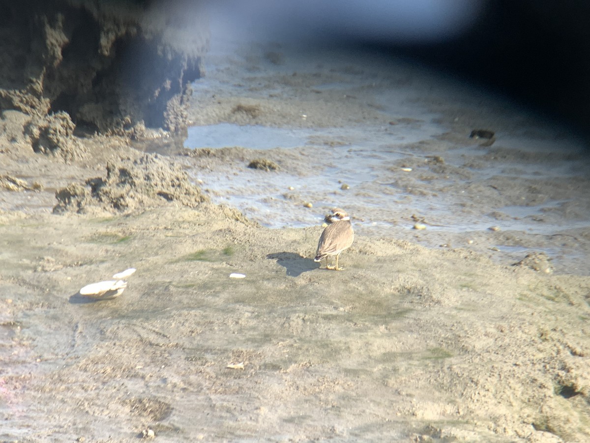 Common Ringed Plover - ML620526324