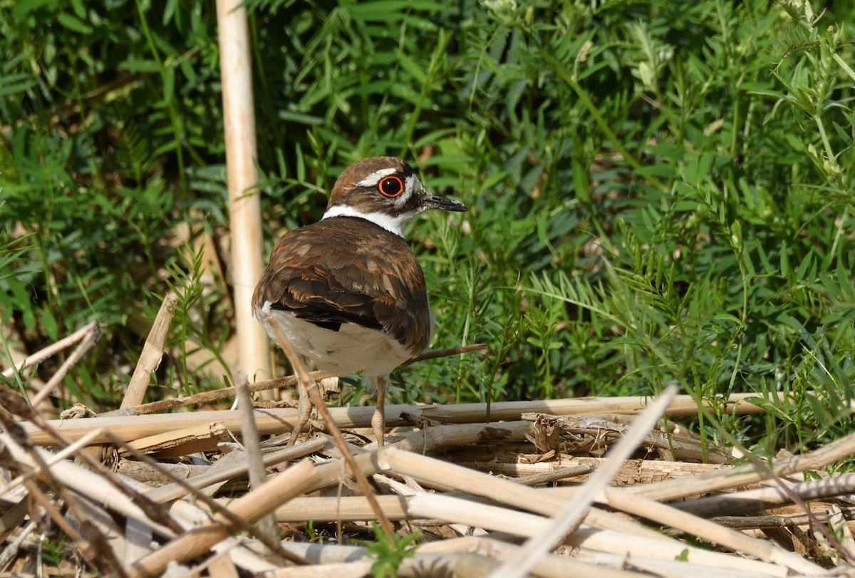 Killdeer - ML620526325