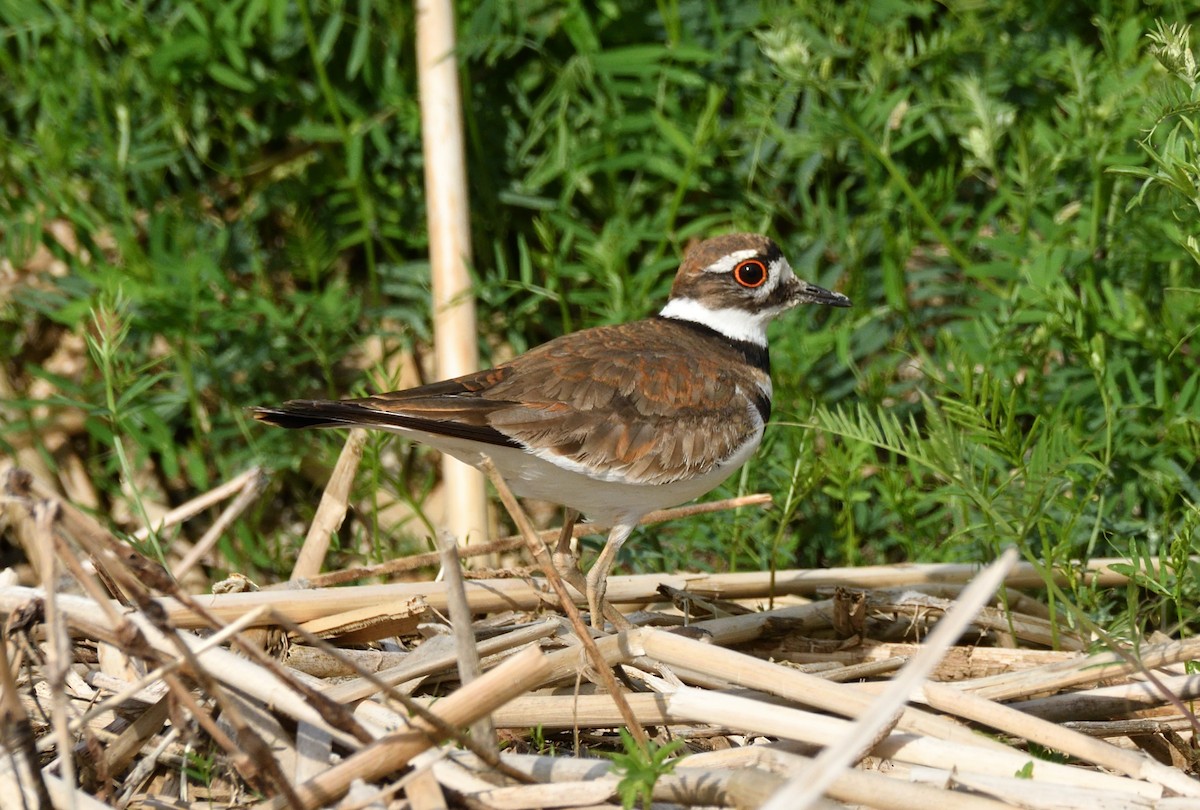 Killdeer - ML620526326