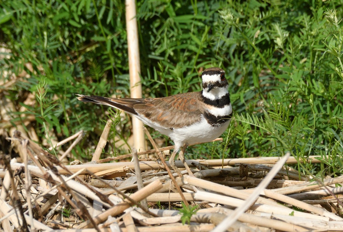 Killdeer - ML620526327