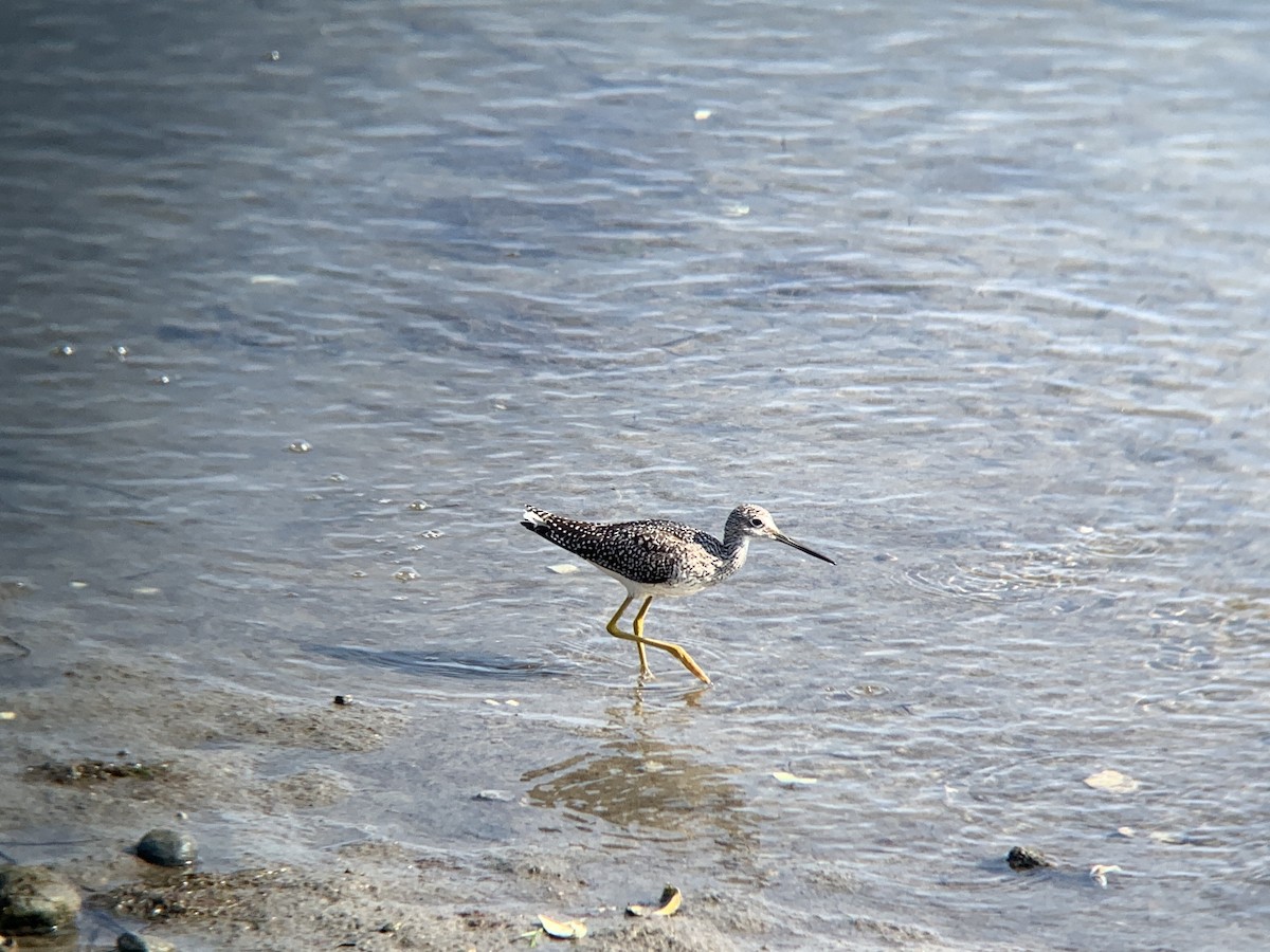 Greater Yellowlegs - ML620526329