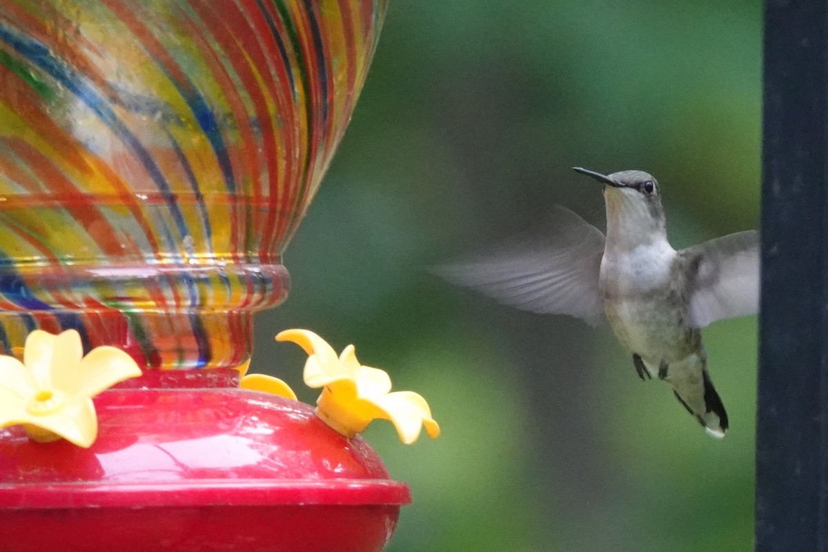 Ruby-throated Hummingbird - ML620526330