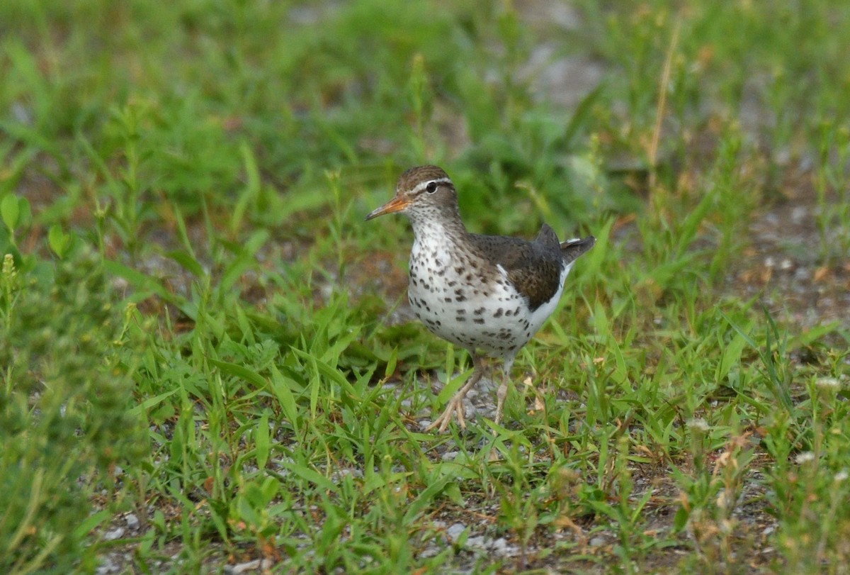 Spotted Sandpiper - ML620526335