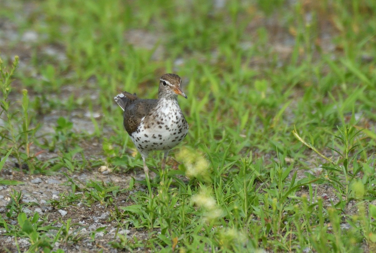 Spotted Sandpiper - ML620526336