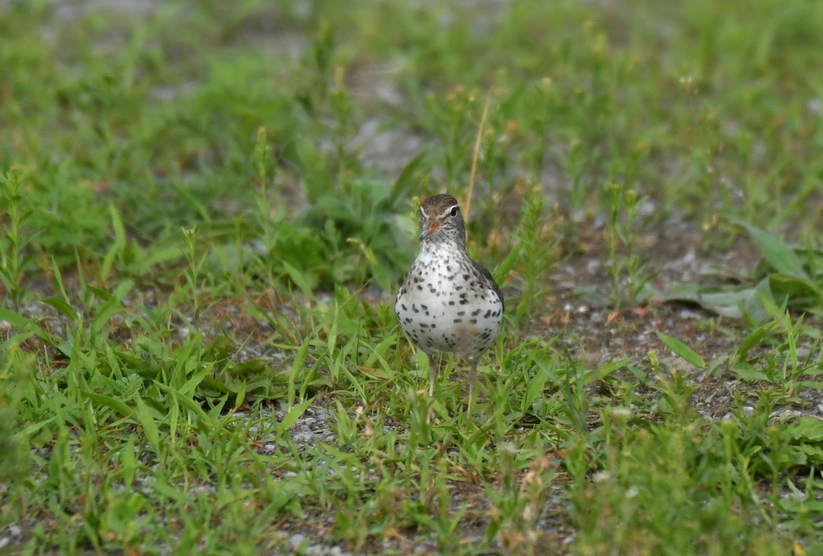 Spotted Sandpiper - ML620526337