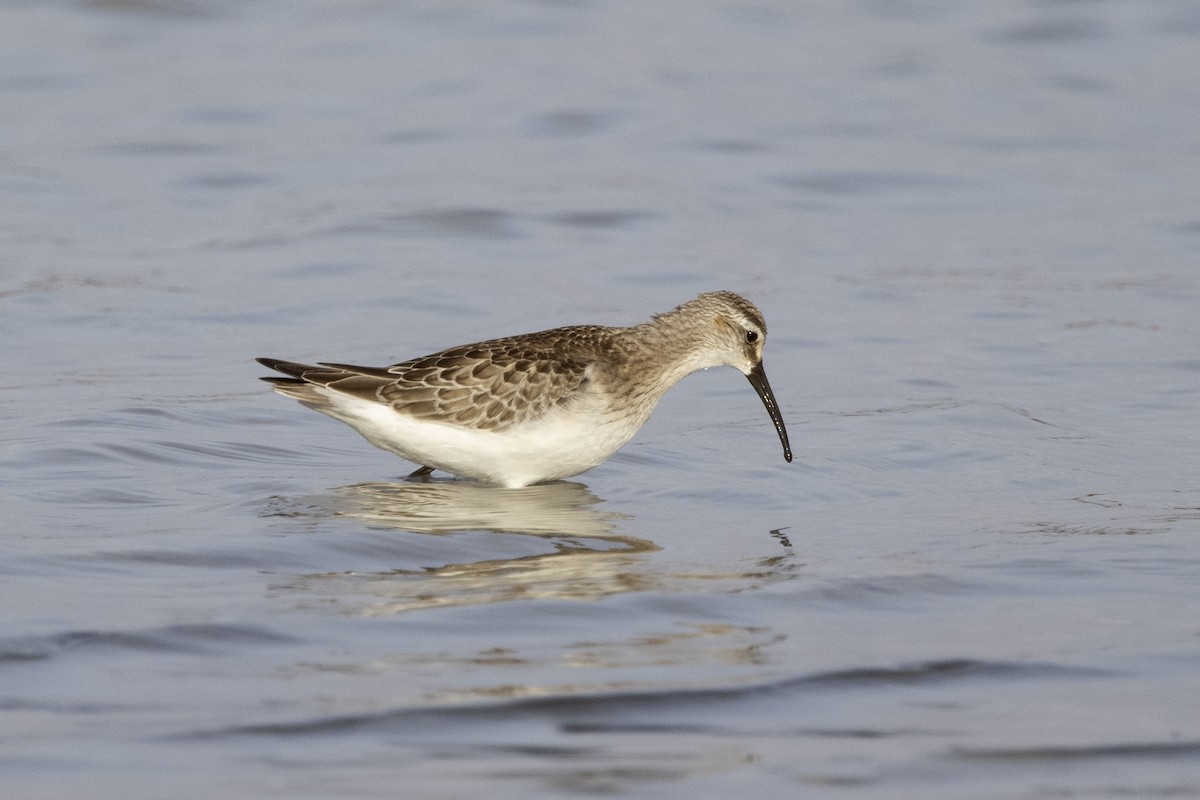 Curlew Sandpiper - ML620526342