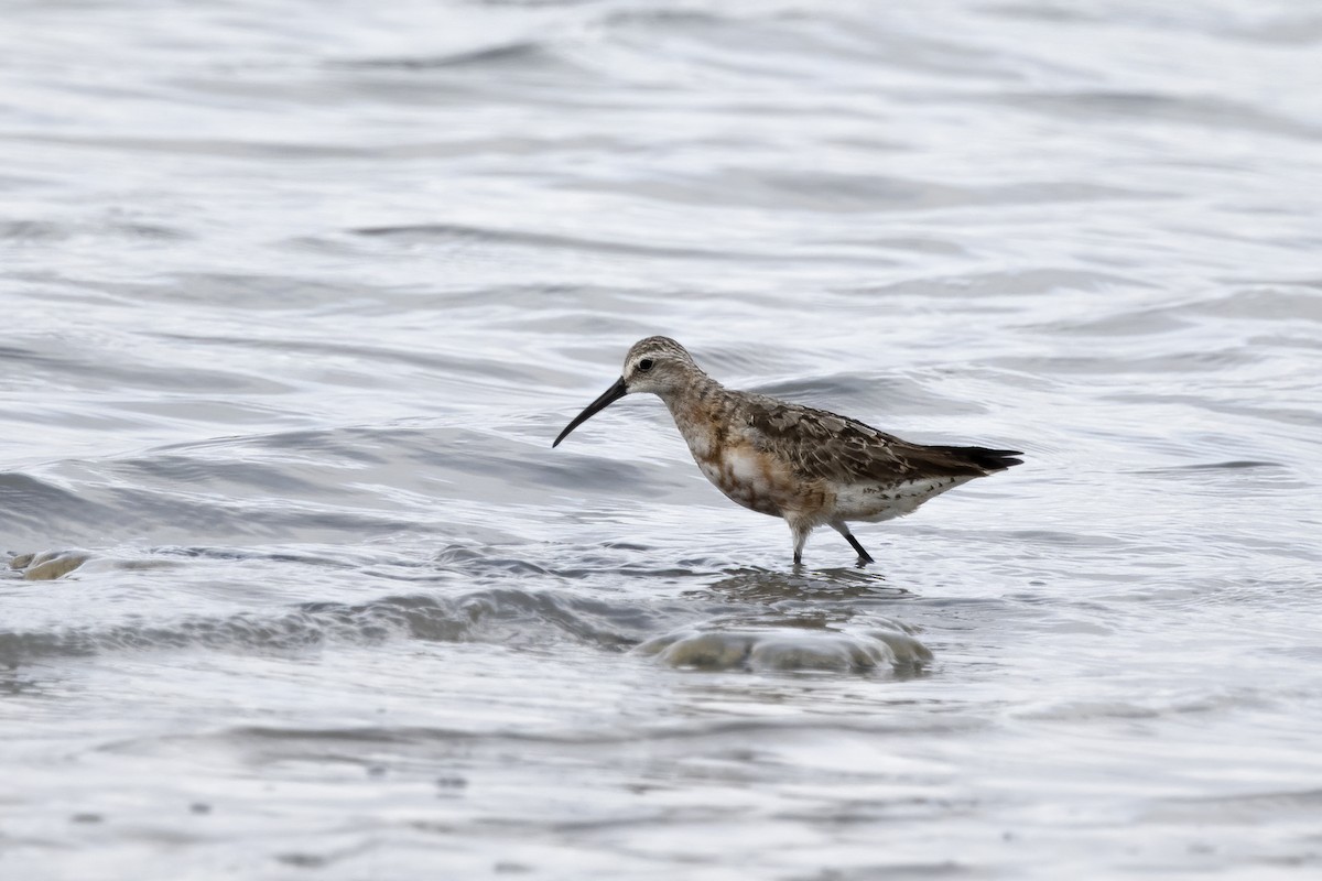 Curlew Sandpiper - ML620526344