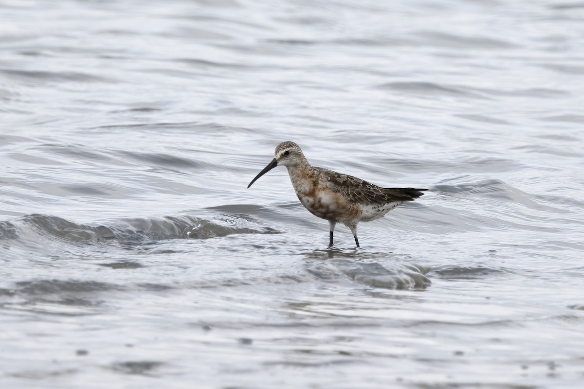 Curlew Sandpiper - ML620526345