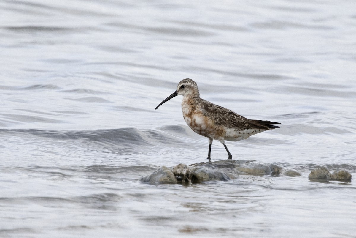 Curlew Sandpiper - ML620526346