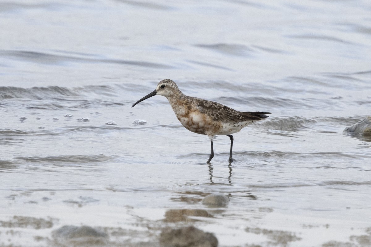 Curlew Sandpiper - ML620526348