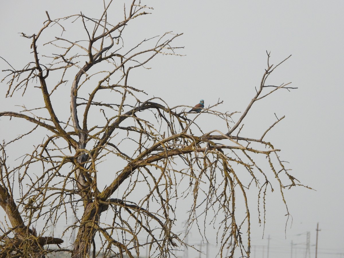 European Roller - ML620526349