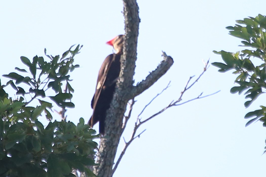 Pileated Woodpecker - ML620526352