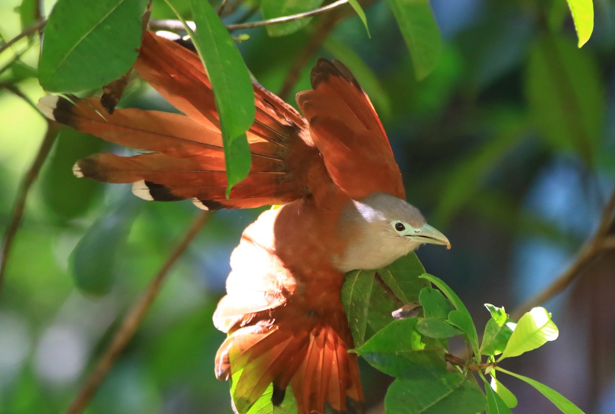 Raffles's Malkoha - ML620526357