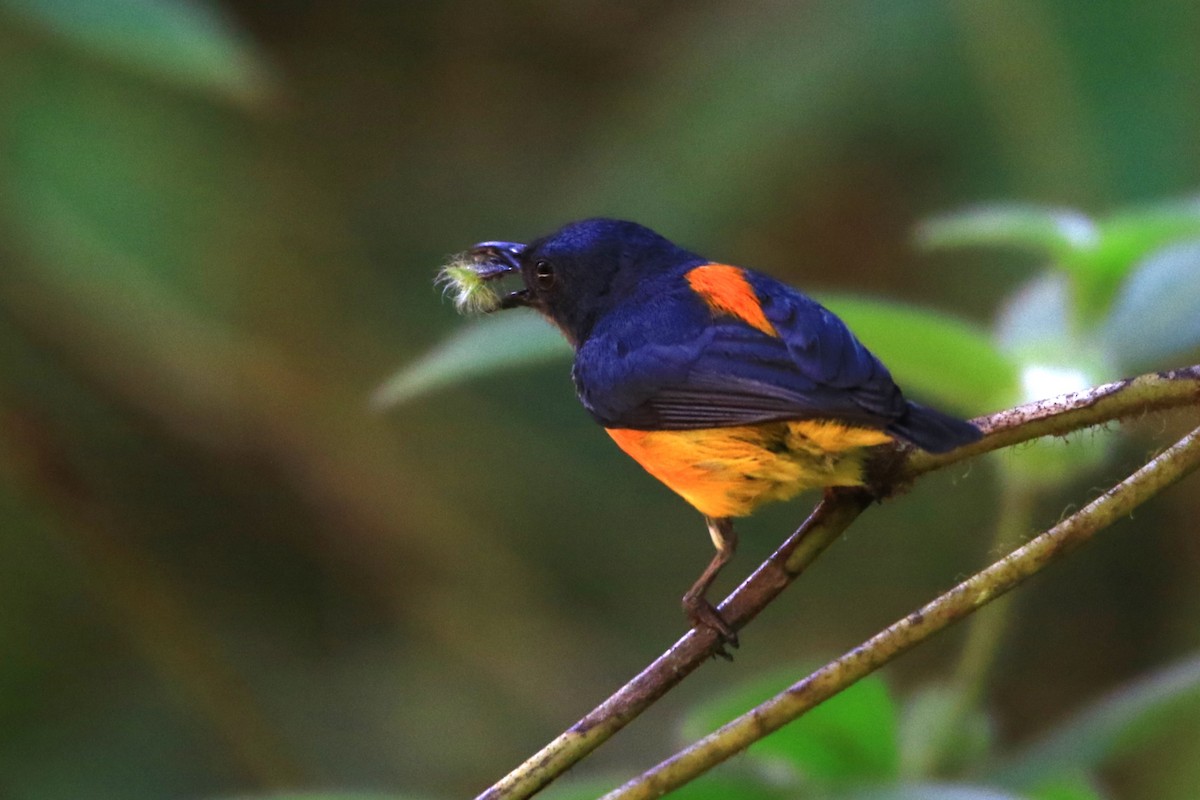 Orange-bellied Flowerpecker - ML620526368