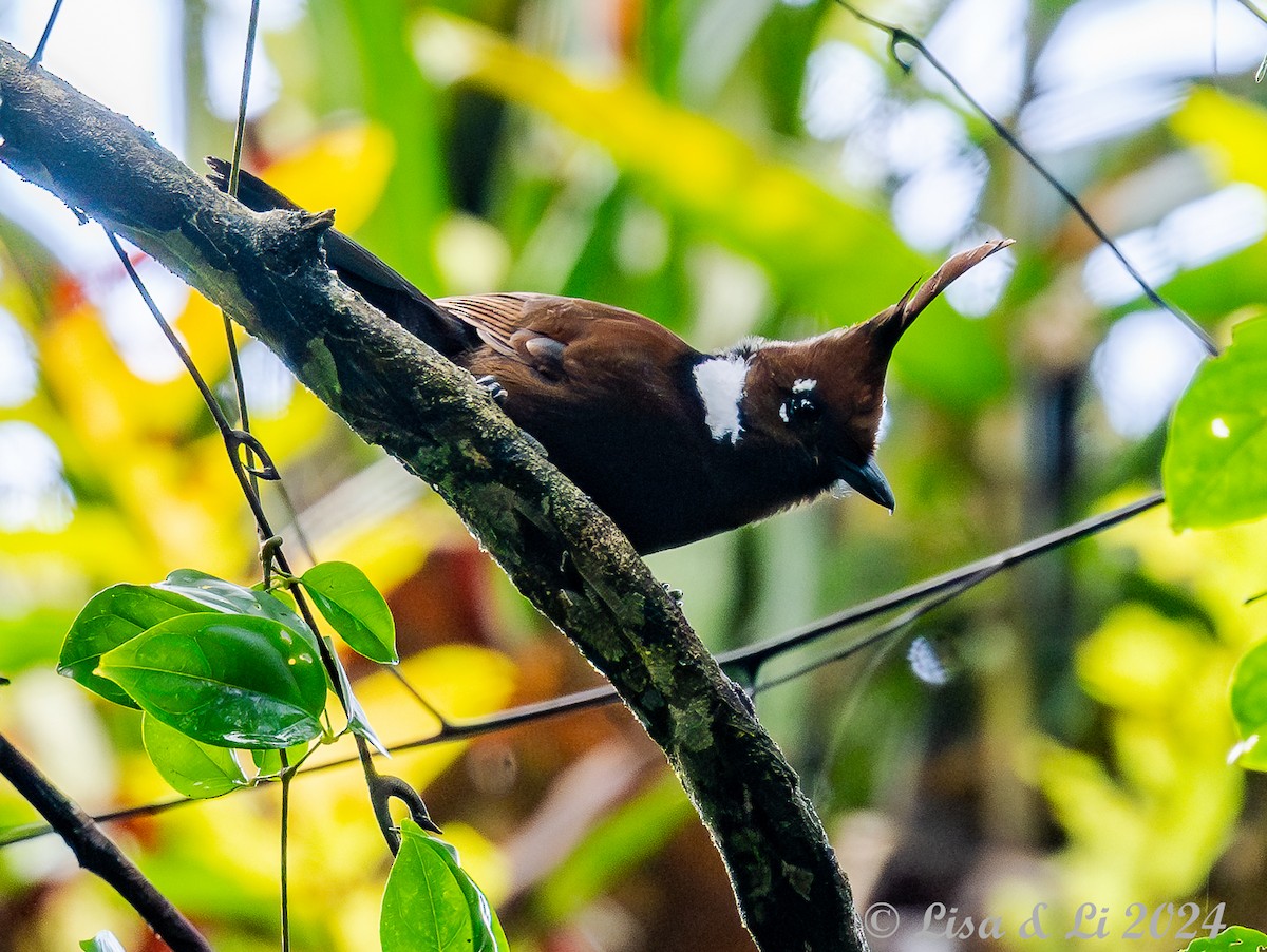 カンムリカケス - ML620526370