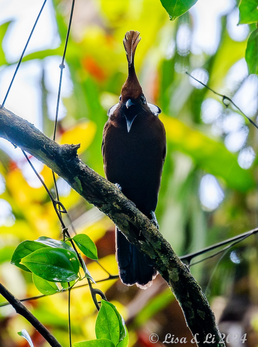 カンムリカケス - ML620526371