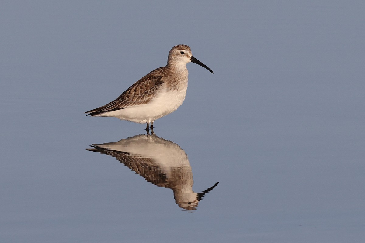 Curlew Sandpiper - Delfin Gonzalez