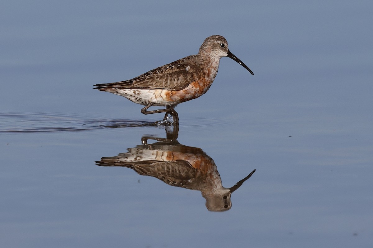 Curlew Sandpiper - ML620526377