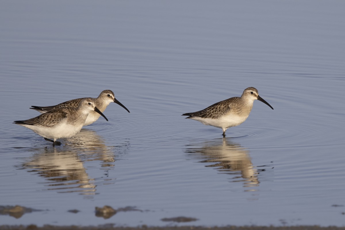 Curlew Sandpiper - ML620526381