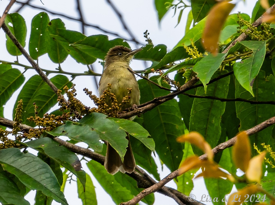 Charlotte's Bulbul - ML620526386