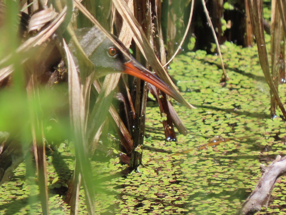 Virginia Rail (Virginia) - ML620526393