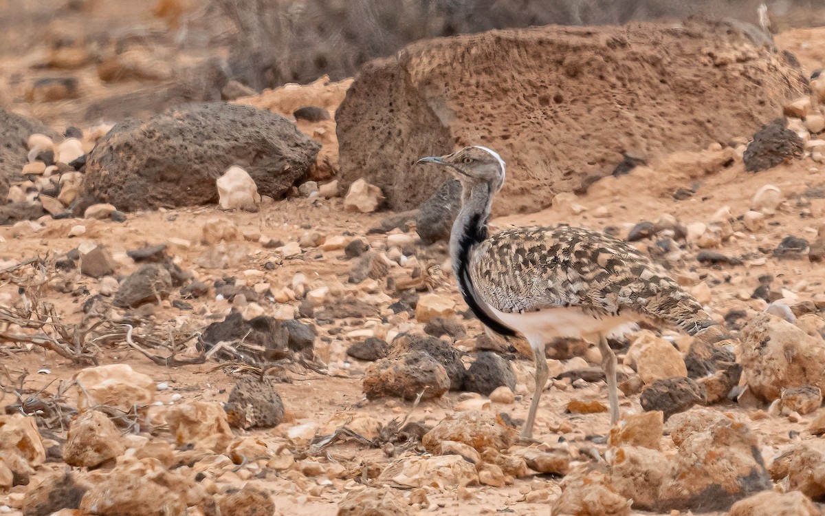 Avutarda Hubara Africana (Islas Canarias) - ML620526395