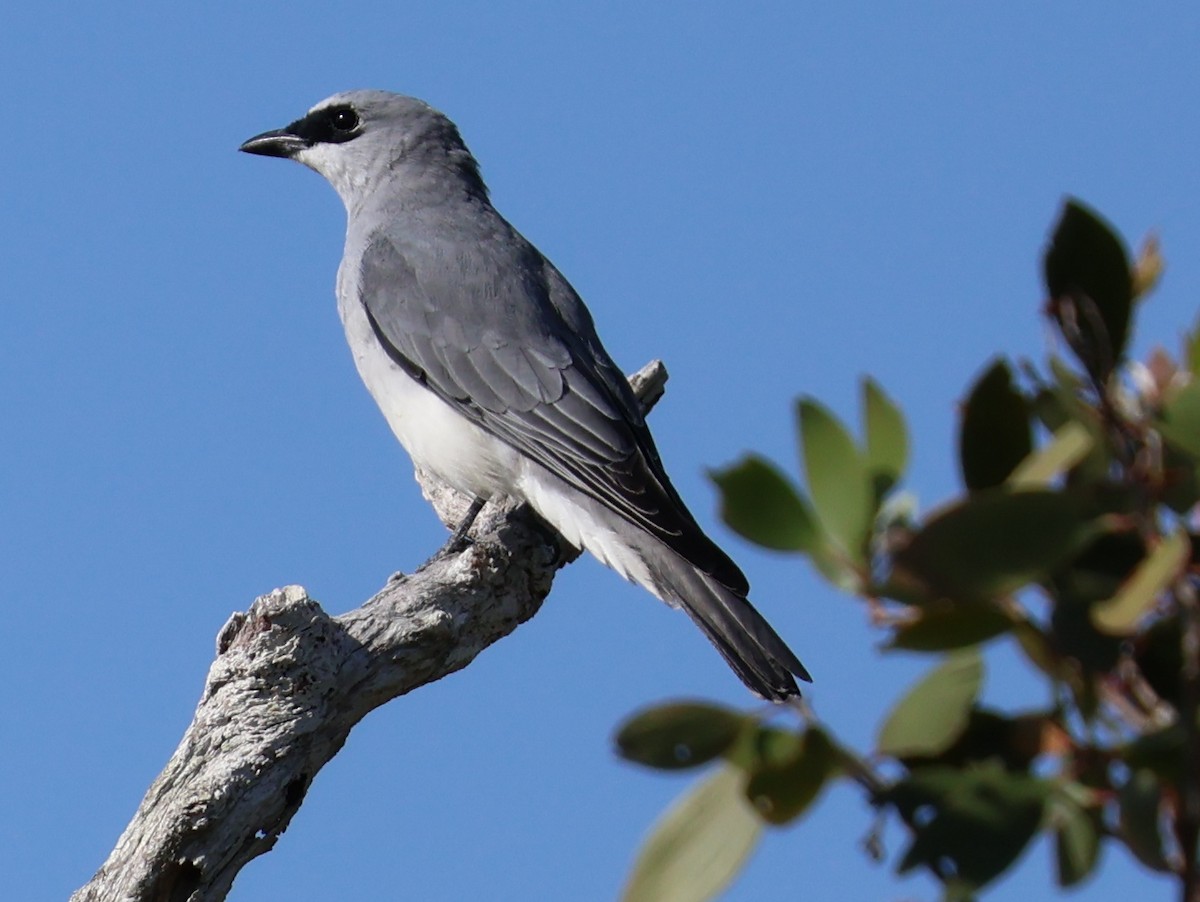 White-bellied Cuckooshrike - ML620526396