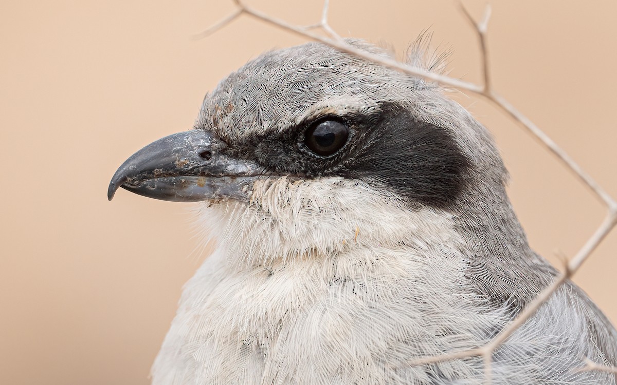 Great Gray Shrike (Sahara) - ML620526407