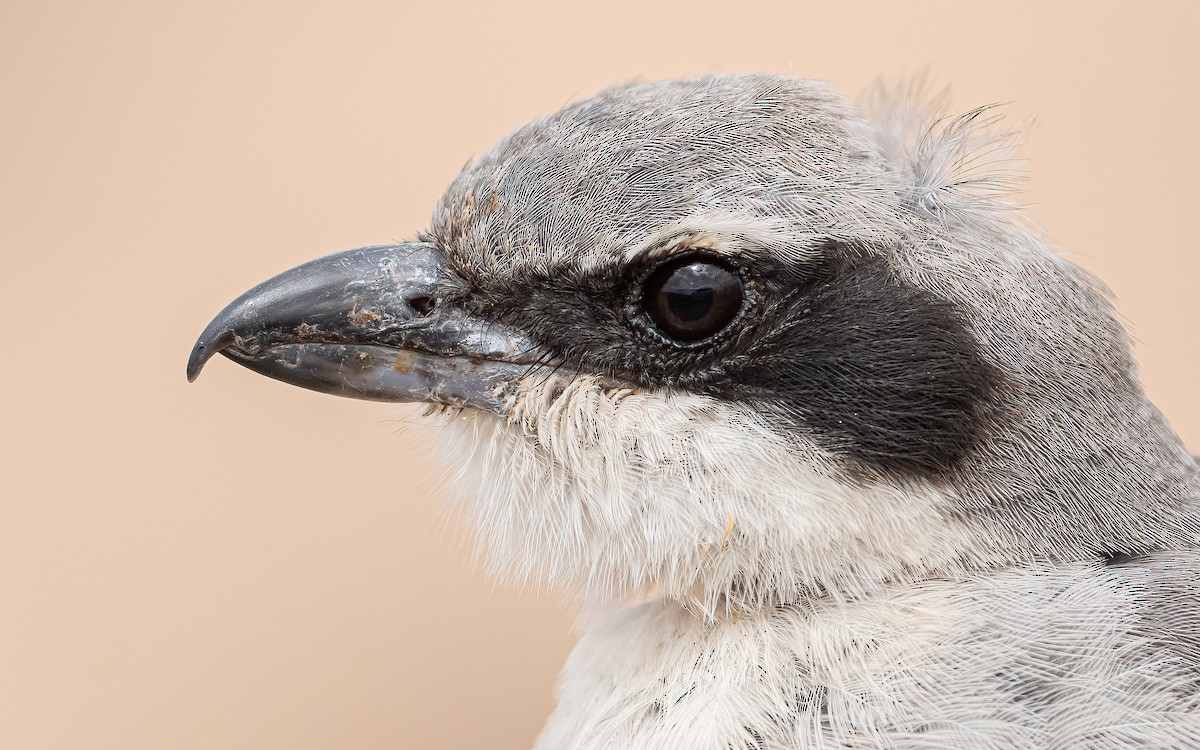 Great Gray Shrike (Sahara) - ML620526408