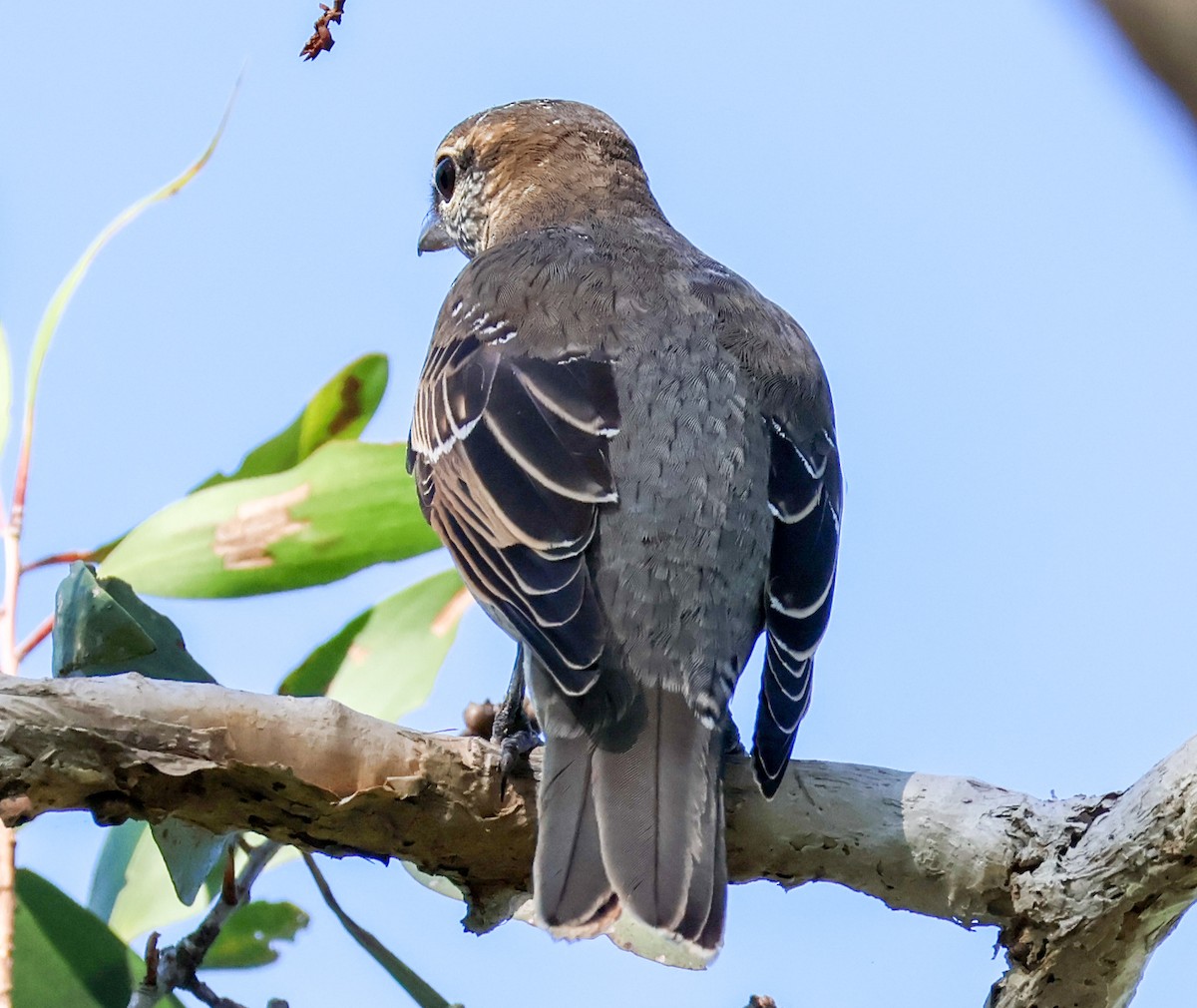 Common Cicadabird - Sonia Boughton