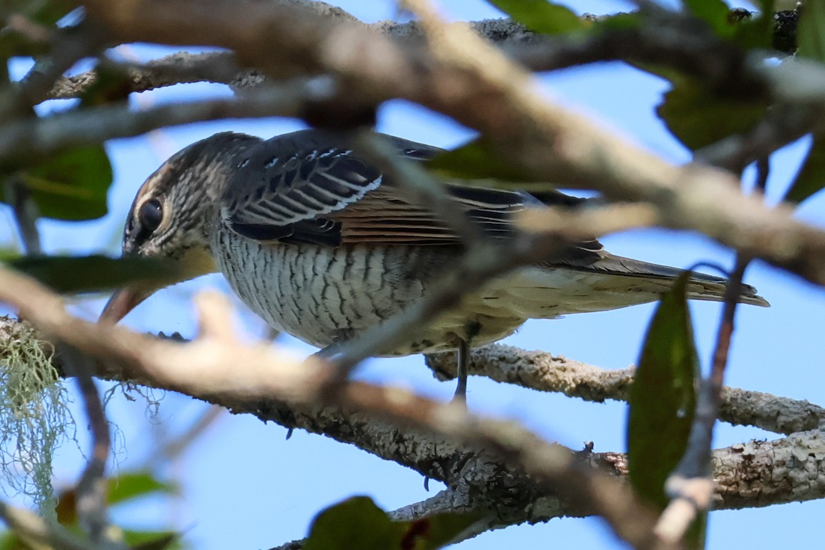 Common Cicadabird - ML620526414