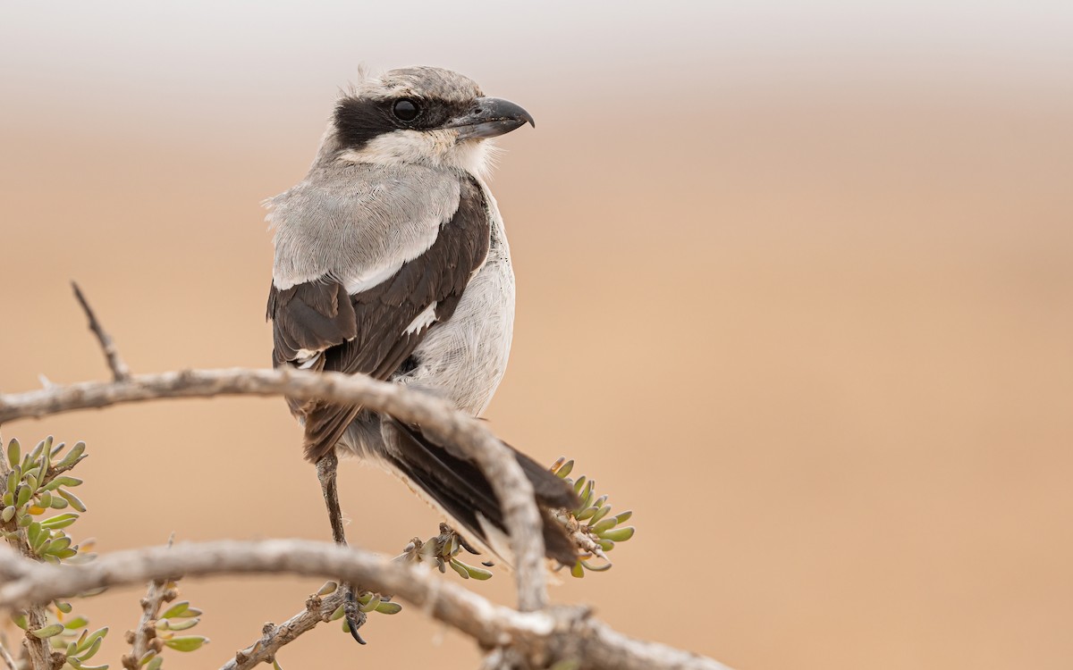 Great Gray Shrike (Sahara) - ML620526416