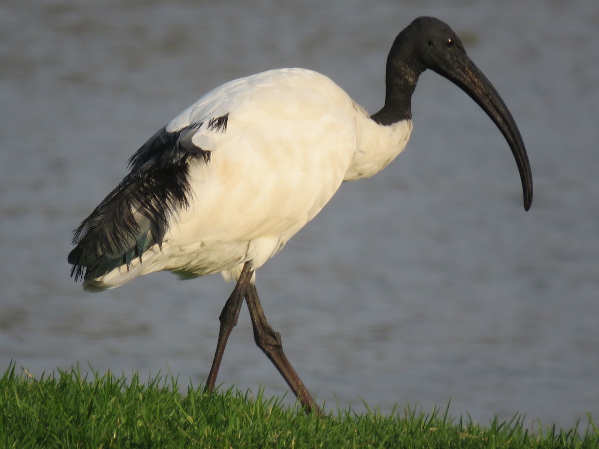 ibis posvátný - ML620526418