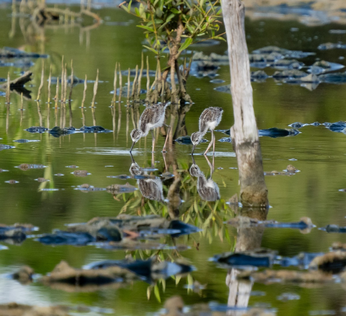 Black-necked Stilt - ML620526419