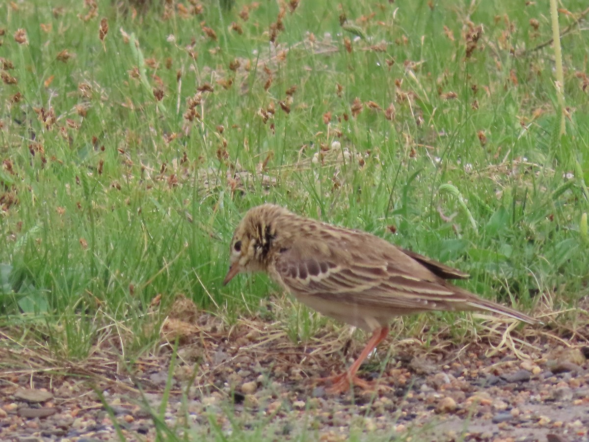 Blyth's Pipit - ML620526420