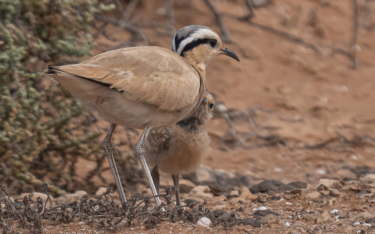 Cream-colored Courser - ML620526442