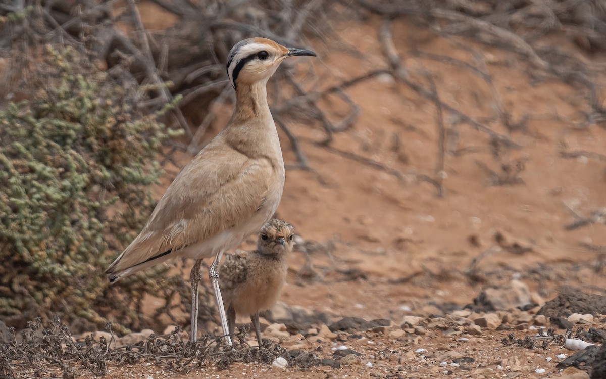 Cream-colored Courser - ML620526444