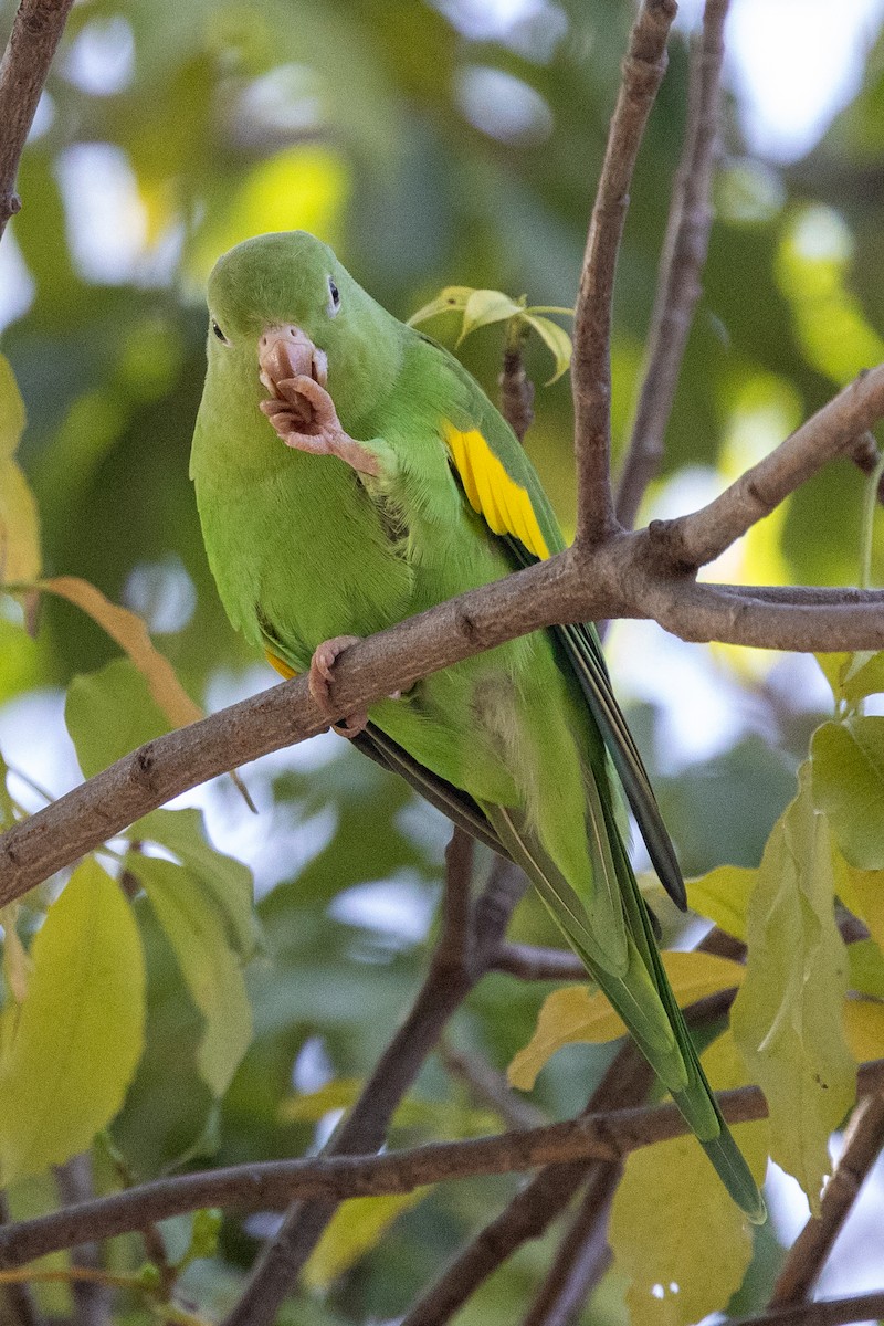 Yellow-chevroned Parakeet - ML620526448