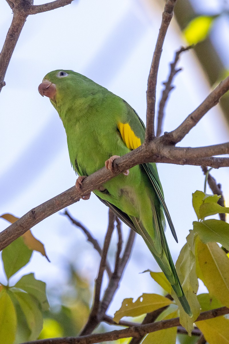 Yellow-chevroned Parakeet - ML620526450