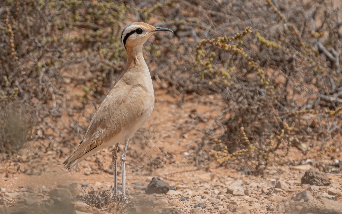 Cream-colored Courser - ML620526461