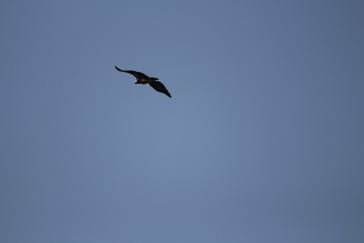 Lappet-faced Vulture - ML620526467