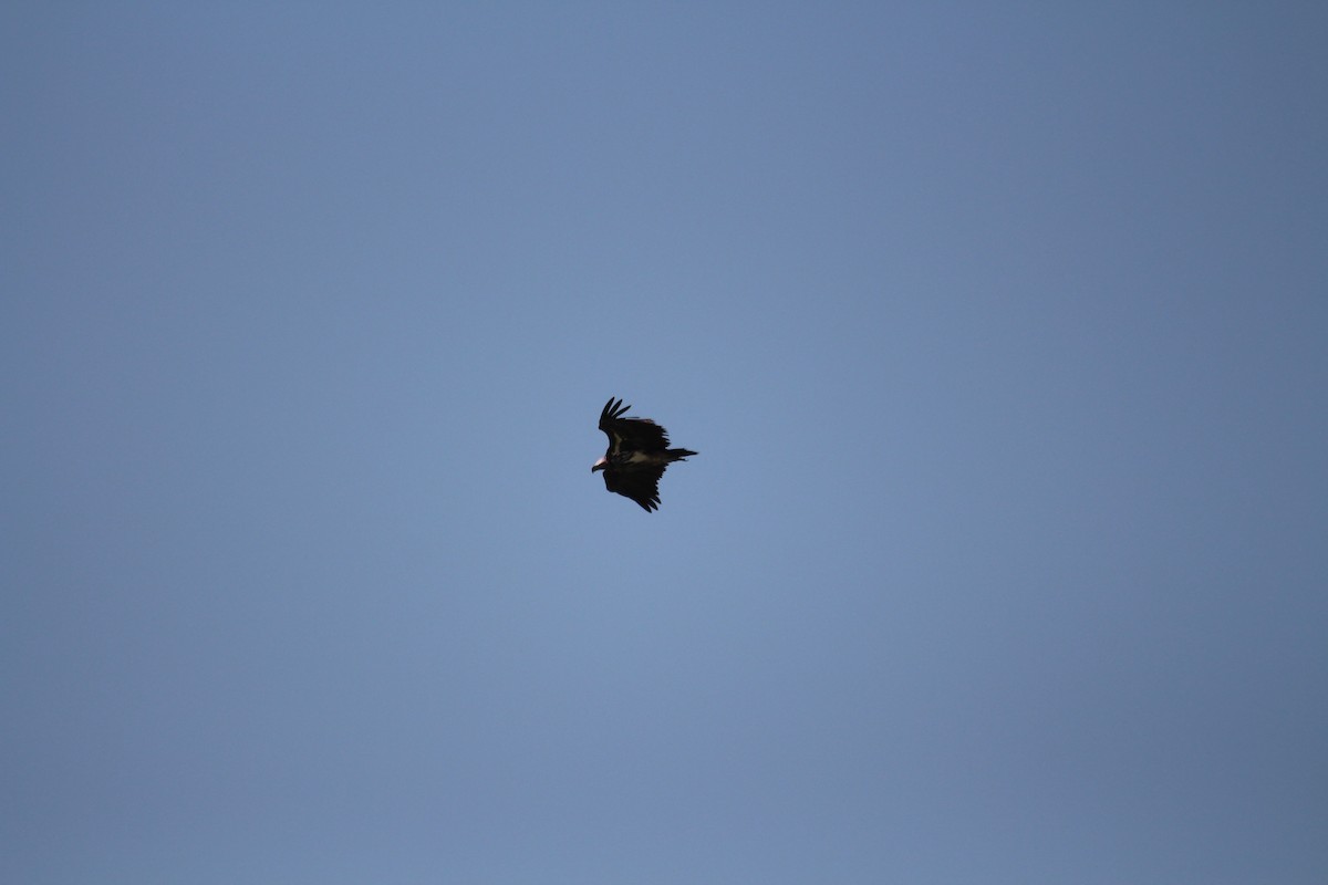 Lappet-faced Vulture - ML620526468