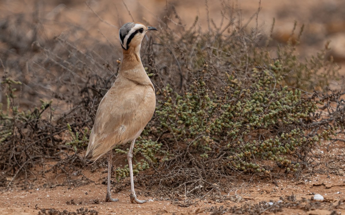 Cream-colored Courser - ML620526477