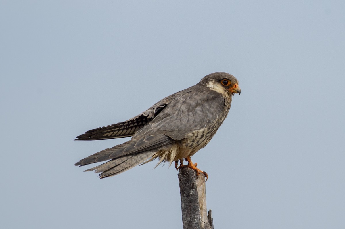 Amur Falcon - ML620526479