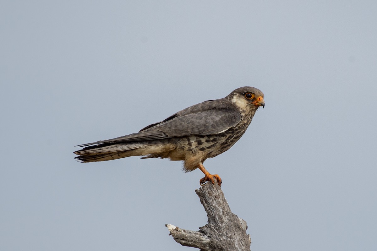 Amur Falcon - ML620526481