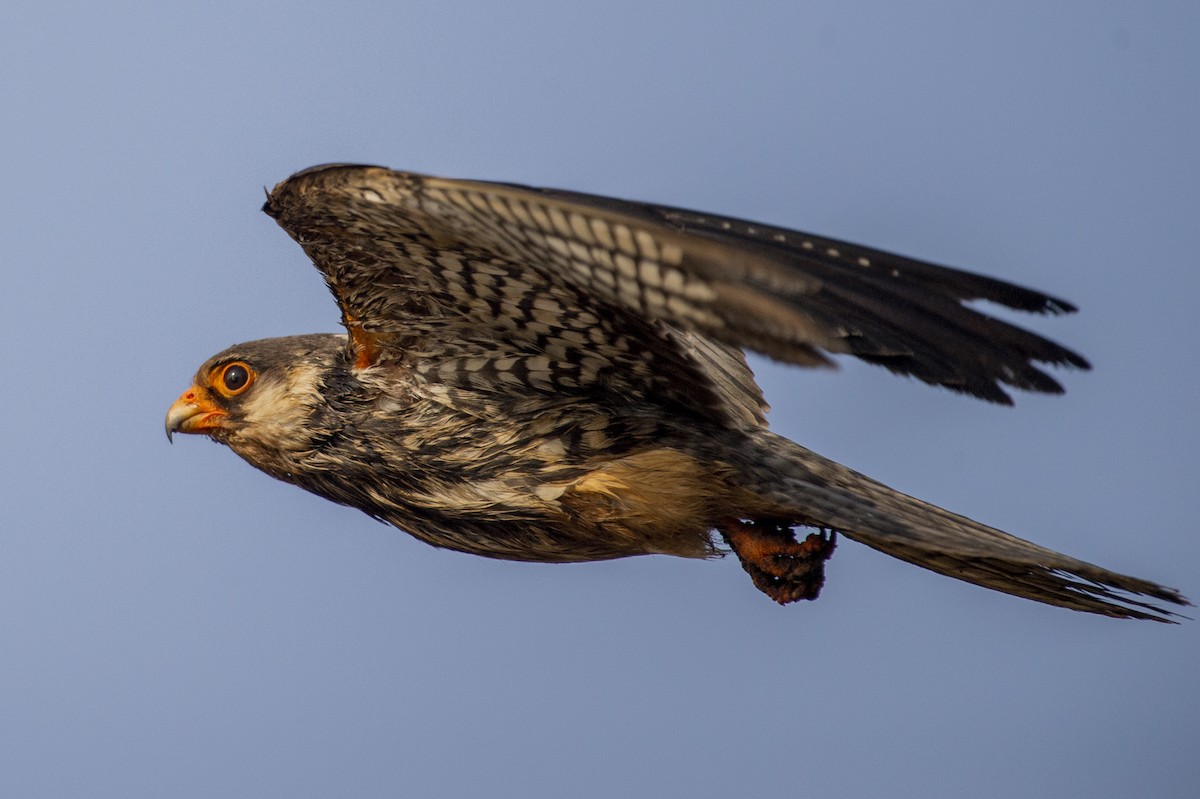 Amur Falcon - ML620526485